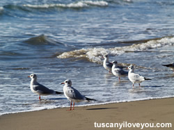 Gabbiani, Parco Nazionale dell'Arcipelago Toscano