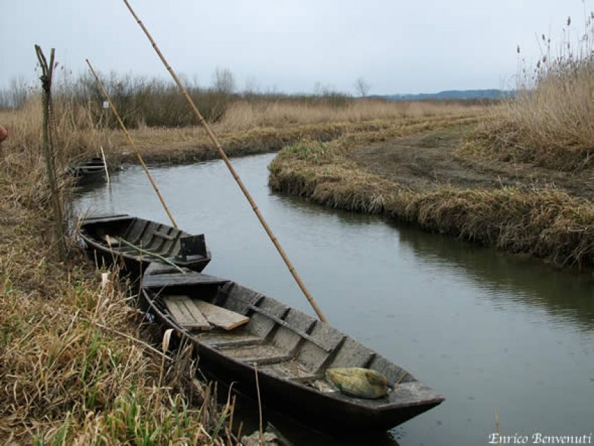 Padule di Fucecchio